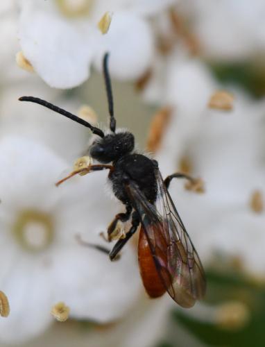 Réf. 251 575 : Nomada sp.